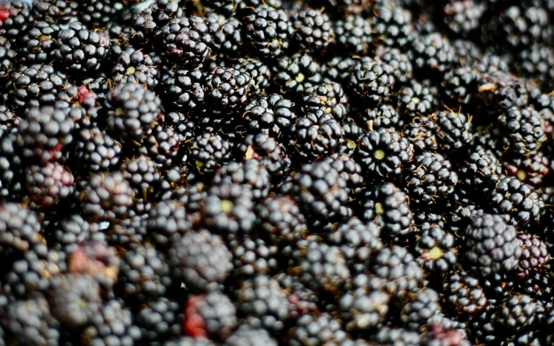 an overripe pile of blackberries with red edges