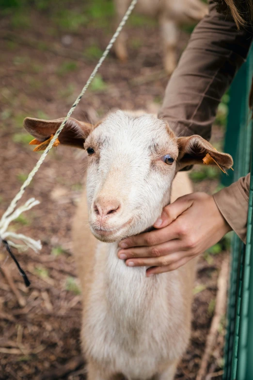 a baby sheep in the hand of a person