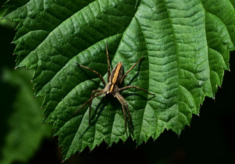 a spider crawling on green leaves in the sunlight