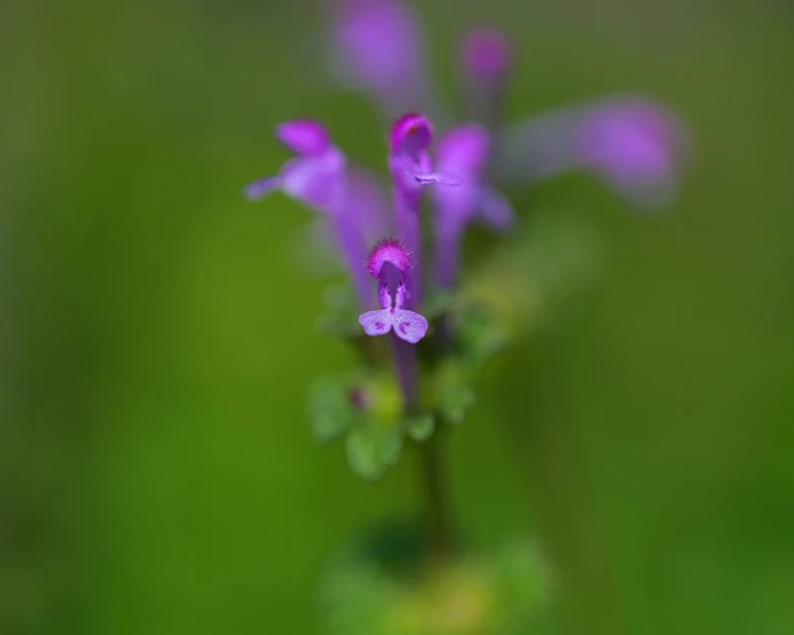 small pink and purple flower that looks like it has some flowers coming out of it