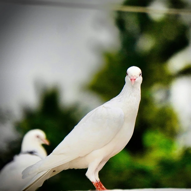a white pigeon standing on top of a sidewalk