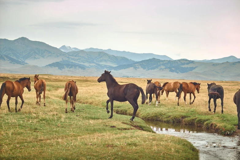 a large group of horses in the wilderness