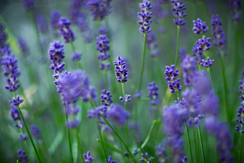 purple lavenders that can be seen in many places