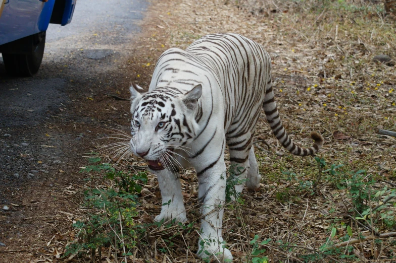 a white tiger walking along a small path