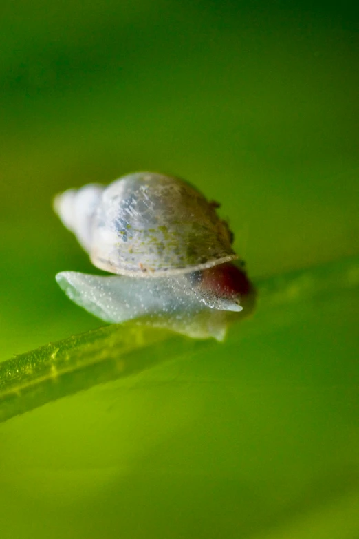 closeup of a tiny bug on some grass