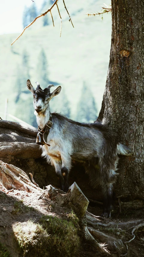 a small goat sits on a nch of a tree