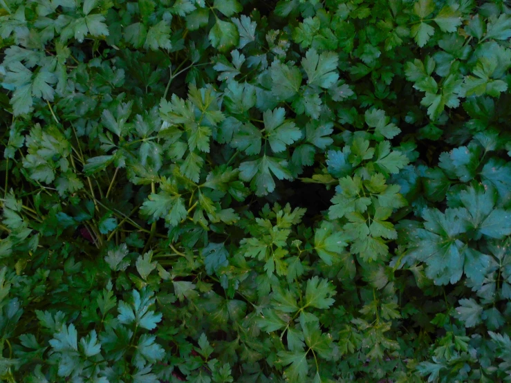 the background of green leaves is very high