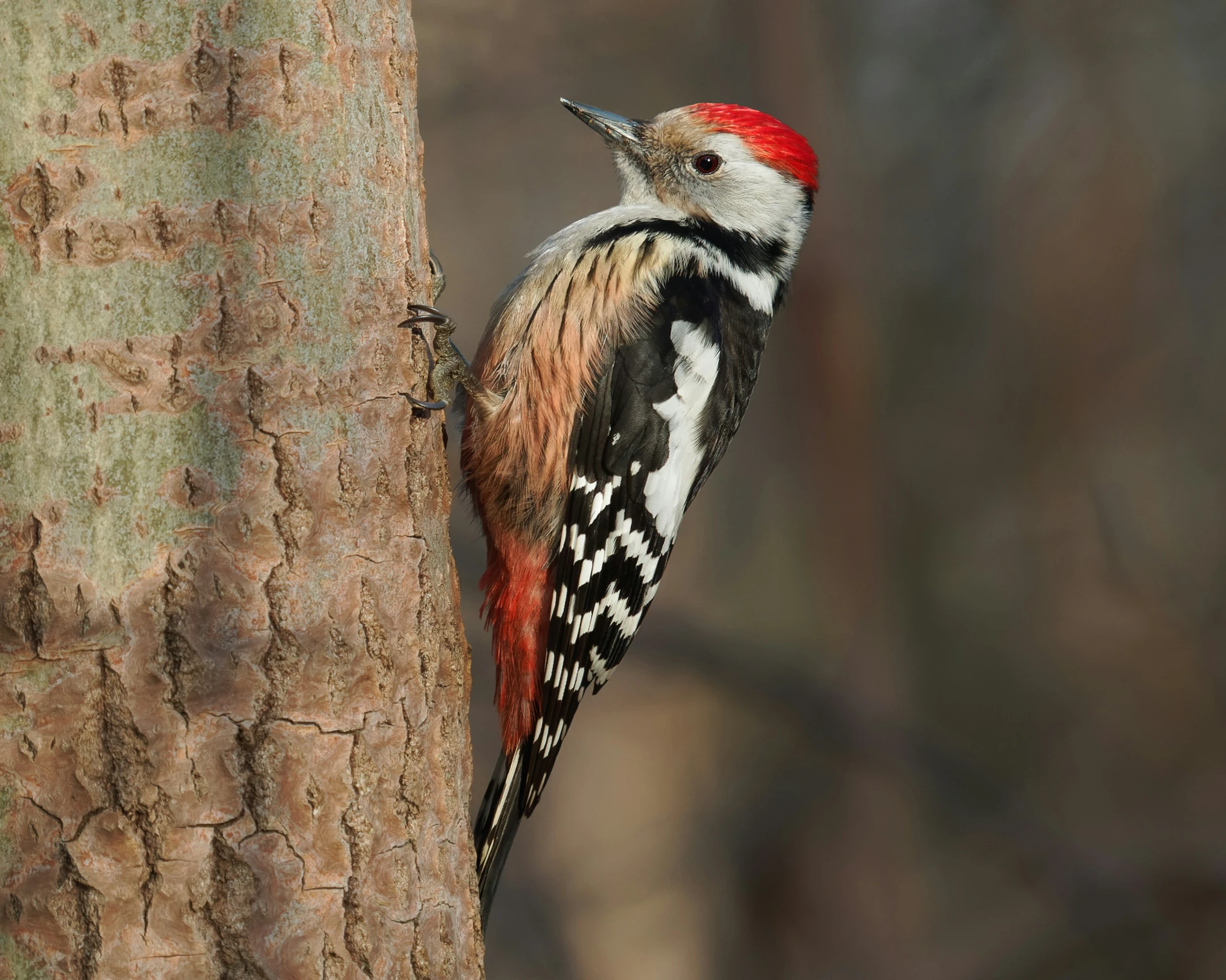 a bird that is sitting on the side of a tree