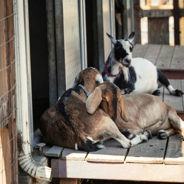 two dogs sit on the floor and each is looking at soing