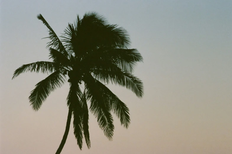 an airplane flying over the beach near a tree