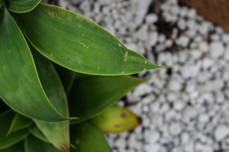 the bottom half of a green plant with some leaves