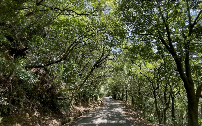 an empty road leads to a forest like area