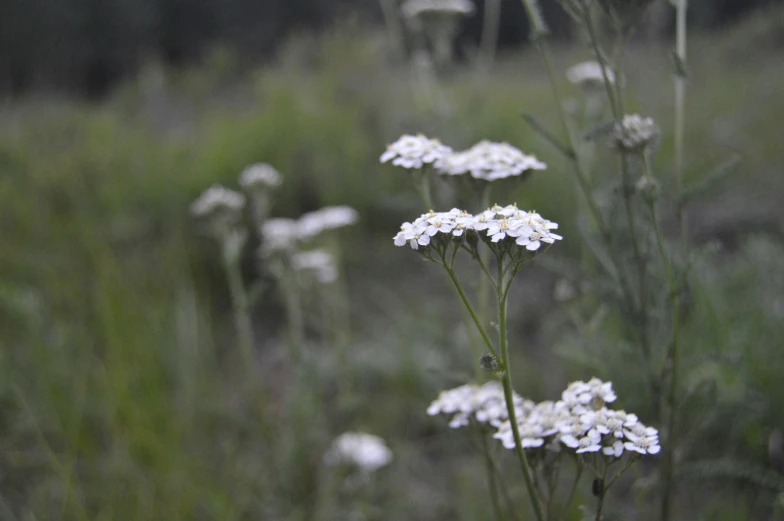 there are white flowers growing in the wild