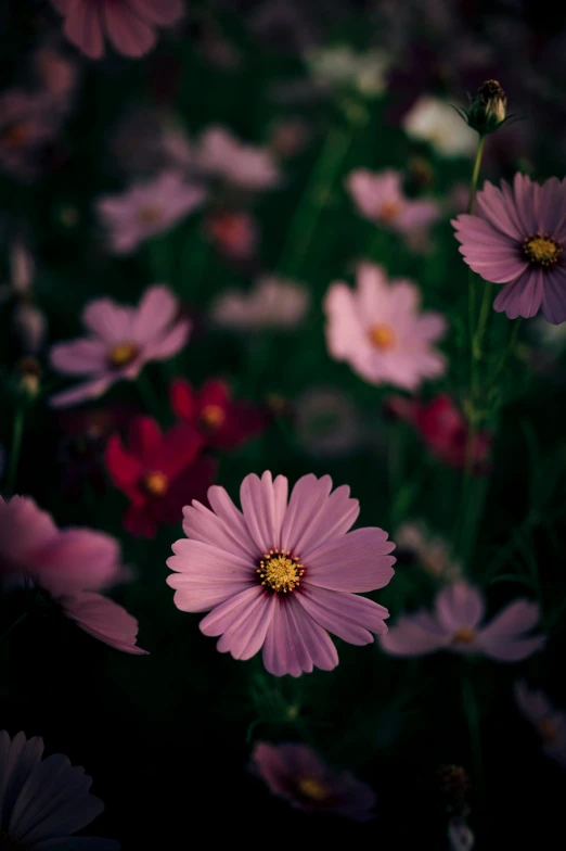 small pink flowers growing out of a bed