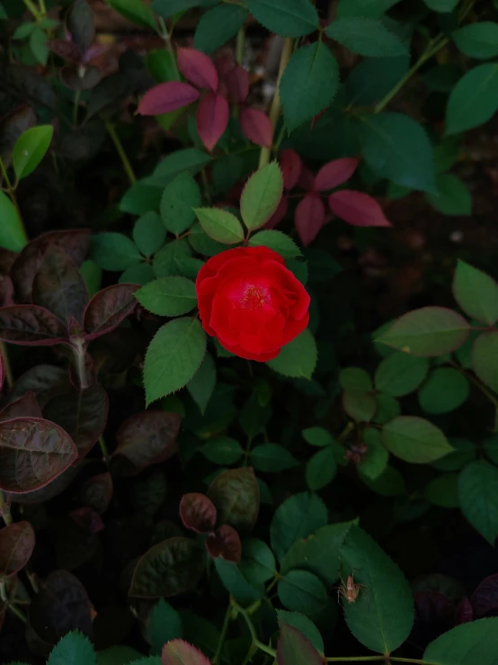 red flower surrounded by green leaves and purple plants