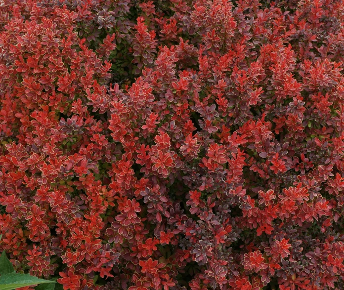 a flower bush is blooming at the same time