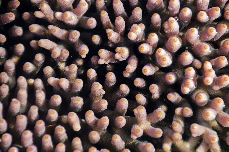 some pink and yellow corals growing together