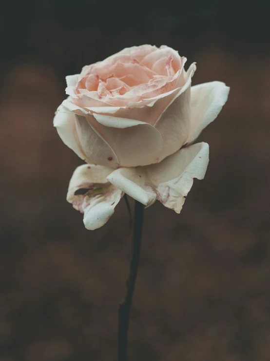 a close up of a flower blooming