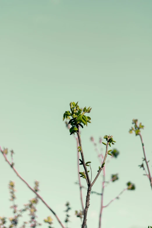 the tree leaves are starting to wilt as spring blossoms