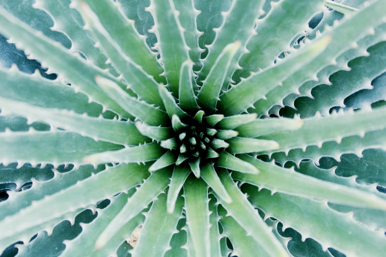 the inside view of a close up plant