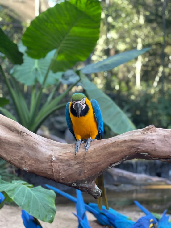 a colorful parrot sitting on top of a tree nch