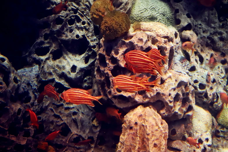 several fish and corals swimming on top of rocks