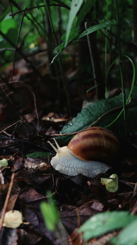 the snail is sitting on the ground amongst leaves