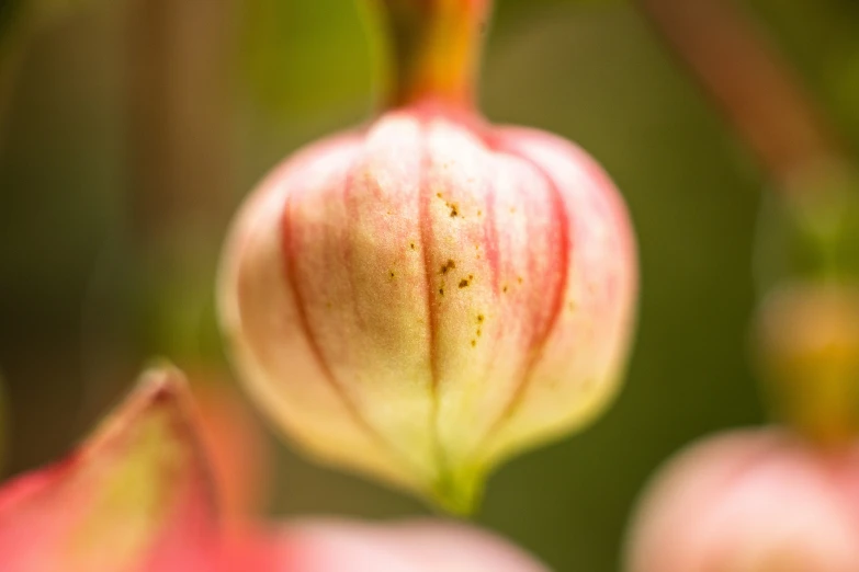 flower budding still on the same plant and a blurry background