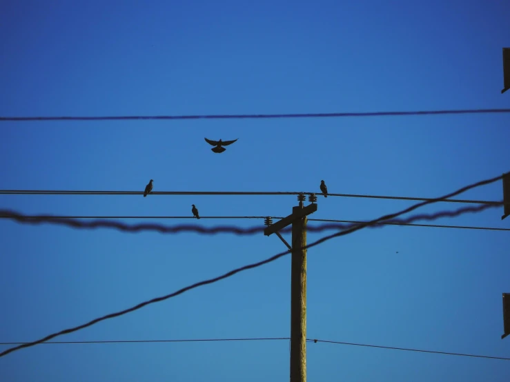 a flock of birds are perched on an electric pole