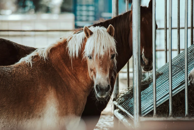two horses standing behind a fence with their heads over