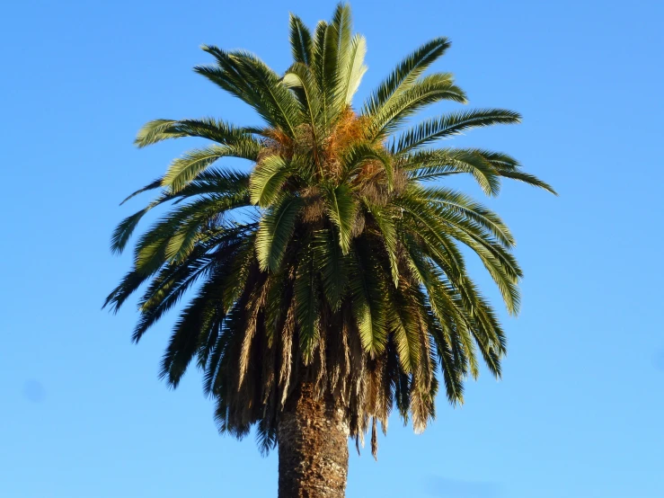 a palm tree in the middle of the day