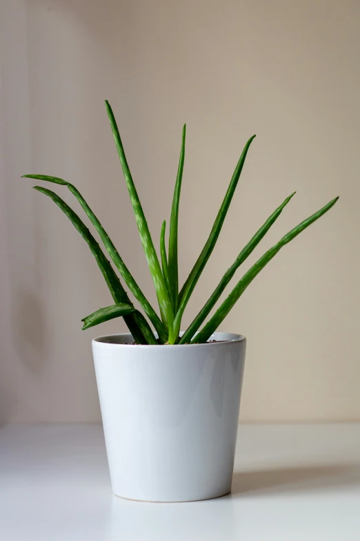 a white pot sitting on top of a table with a green plant