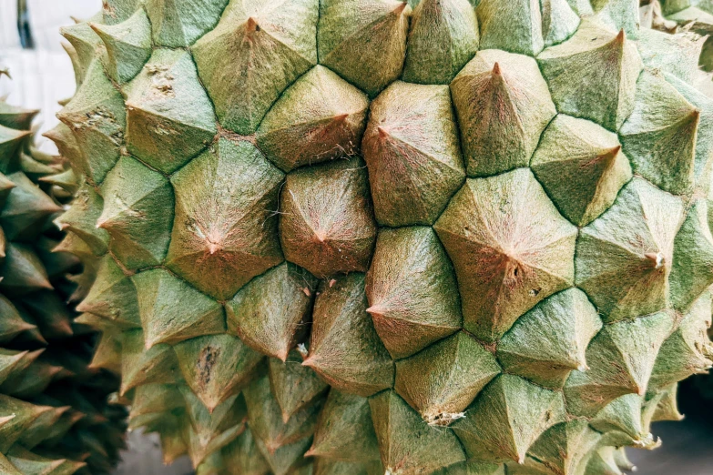 closeup of green leaves and a bunch of brown leaves