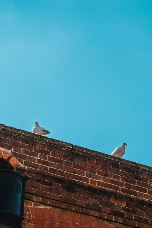 three birds on the edge of a brick building