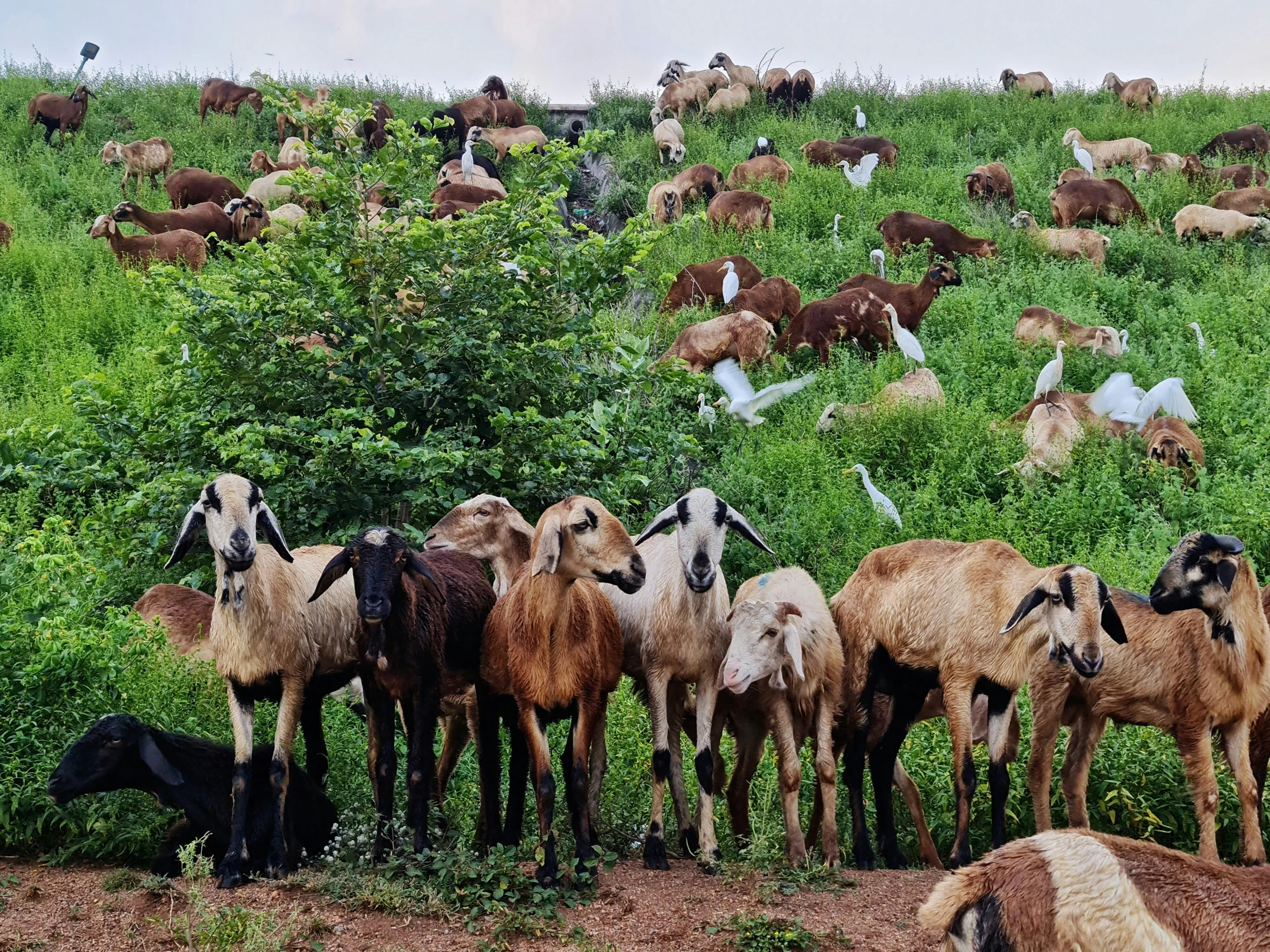 herd of animals sitting and grazing in a green field