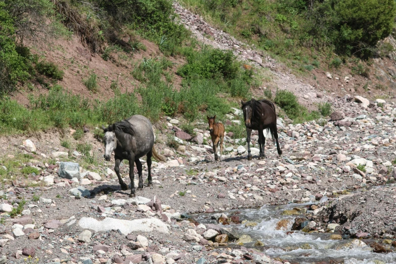 a couple of animals walking on a rocky trail