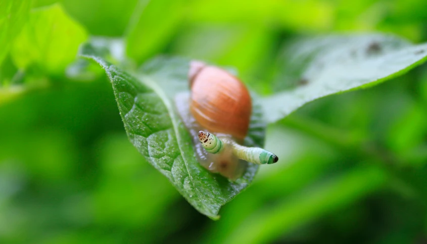 a snail crawling on the end of a leaf