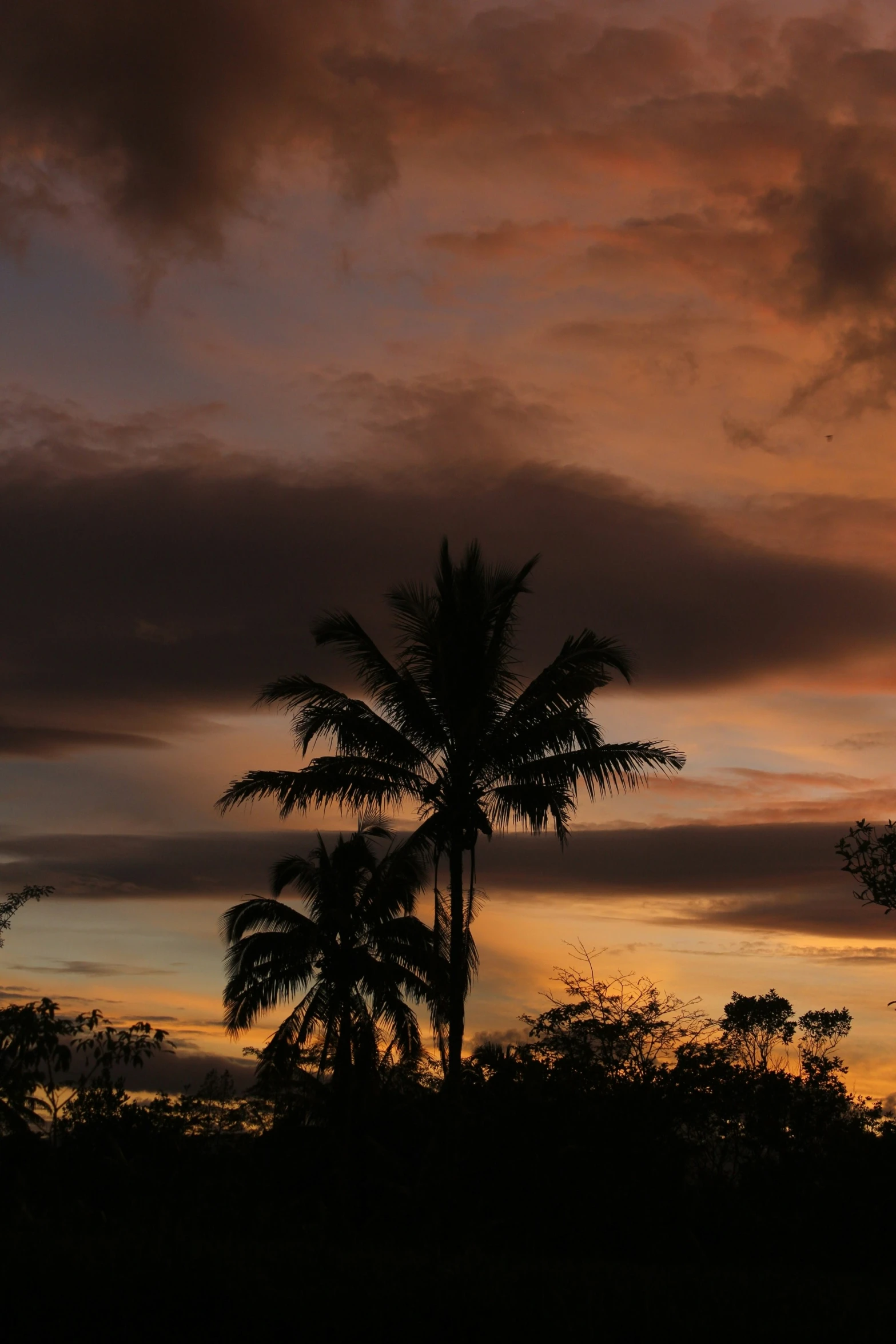 a palm tree with the sky in the background