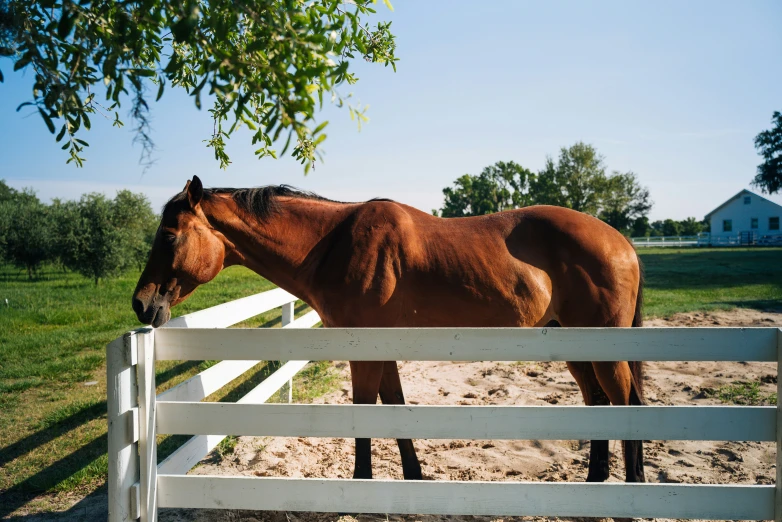 brown horse standing inside of a white fence