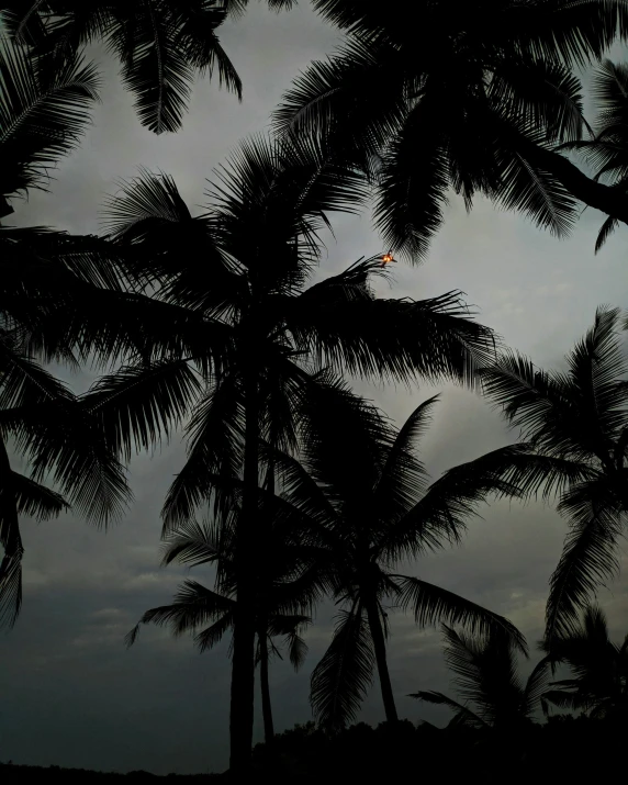 birds fly in the sky between trees as the sun goes down