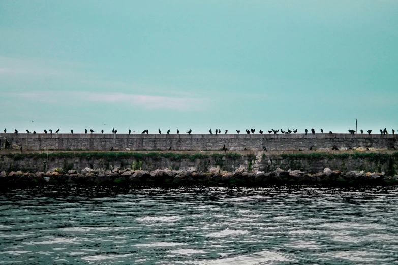 a group of birds are standing on the rocks overlooking the water