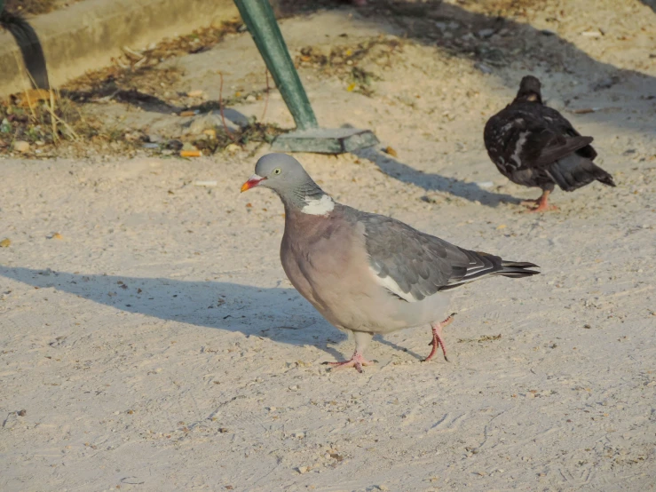 two small birds stand on the ground together