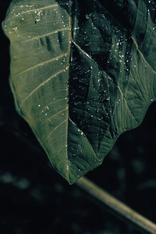 a big leaf that has water drops on it