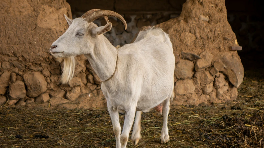 a white ram standing on grass and rocks