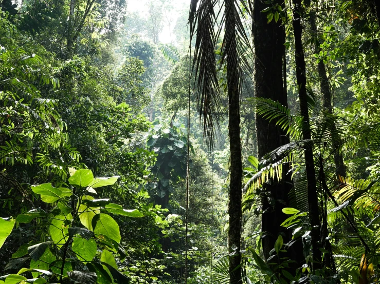 rain falls in the jungle near the trees