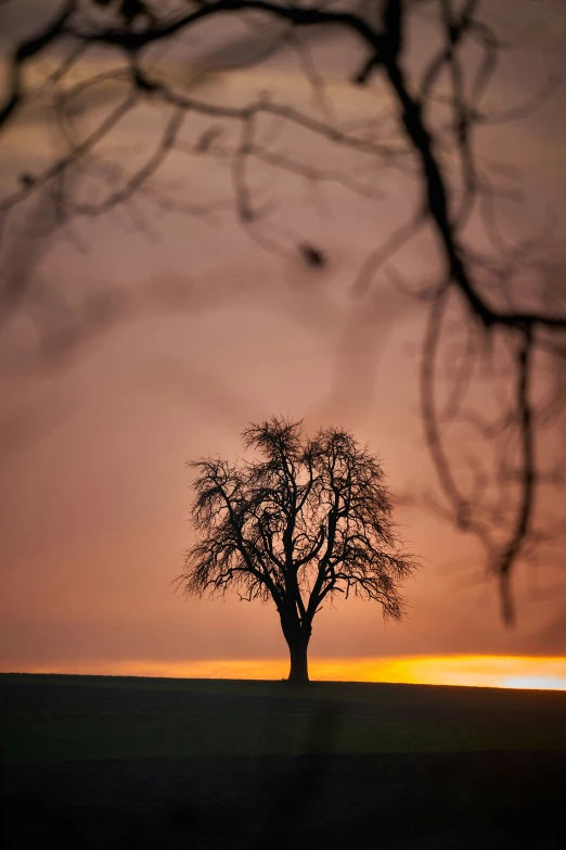 an orange, purple and blue sunset reflects the tree's silhouette