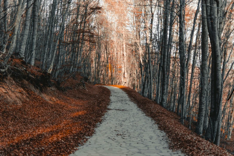 there is a paved pathway winding into the trees