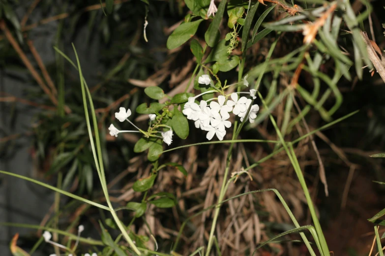 white flowers growing on the side of a cliff