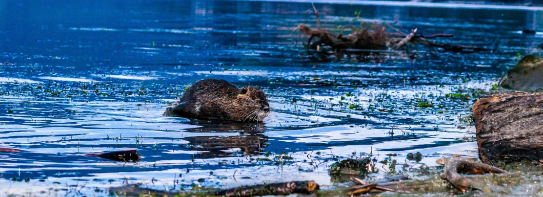 a small beaver swimming in the lake and some moss