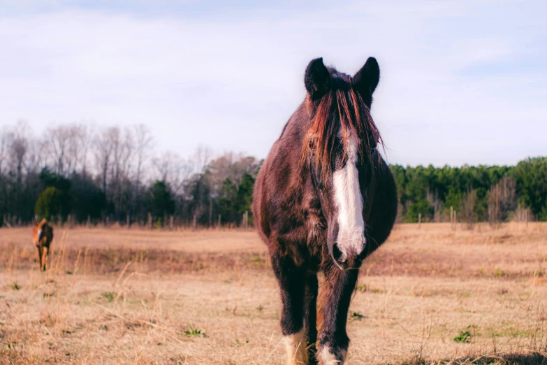 the horse is in the middle of an open field